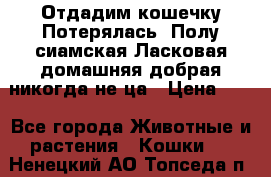 Отдадим кошечку.Потерялась. Полу сиамская.Ласковая,домашняя,добрая,никогда не ца › Цена ­ 1 - Все города Животные и растения » Кошки   . Ненецкий АО,Топседа п.